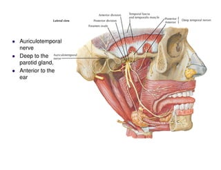 Auriculotemporal
nerve
Deep to the
parotid gland,
Anterior to the
ear
 