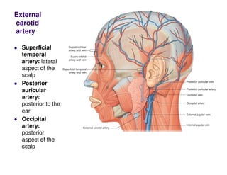 External
carotid
artery
Superficial
temporal
artery: lateral
aspect of the
scalp
Posterior
auricular
artery:
posterior to the
ear
Occipital
artery:
posterior
aspect of the
scalp
 