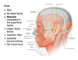 Localised Face scalp_2.pdf