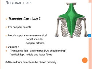 REGIONAL FLAP
 Trapezius flap : type 2
 For occipital defects
 blood supply :- transverse cervical
dorsal scapular
occipital arteries
 Pattern :
 Transverse flap : upper fibres [A/w shoulder drop]
Vertical flap : middle and lower fibres
8-10 cm donor defect can be closed primarily
 