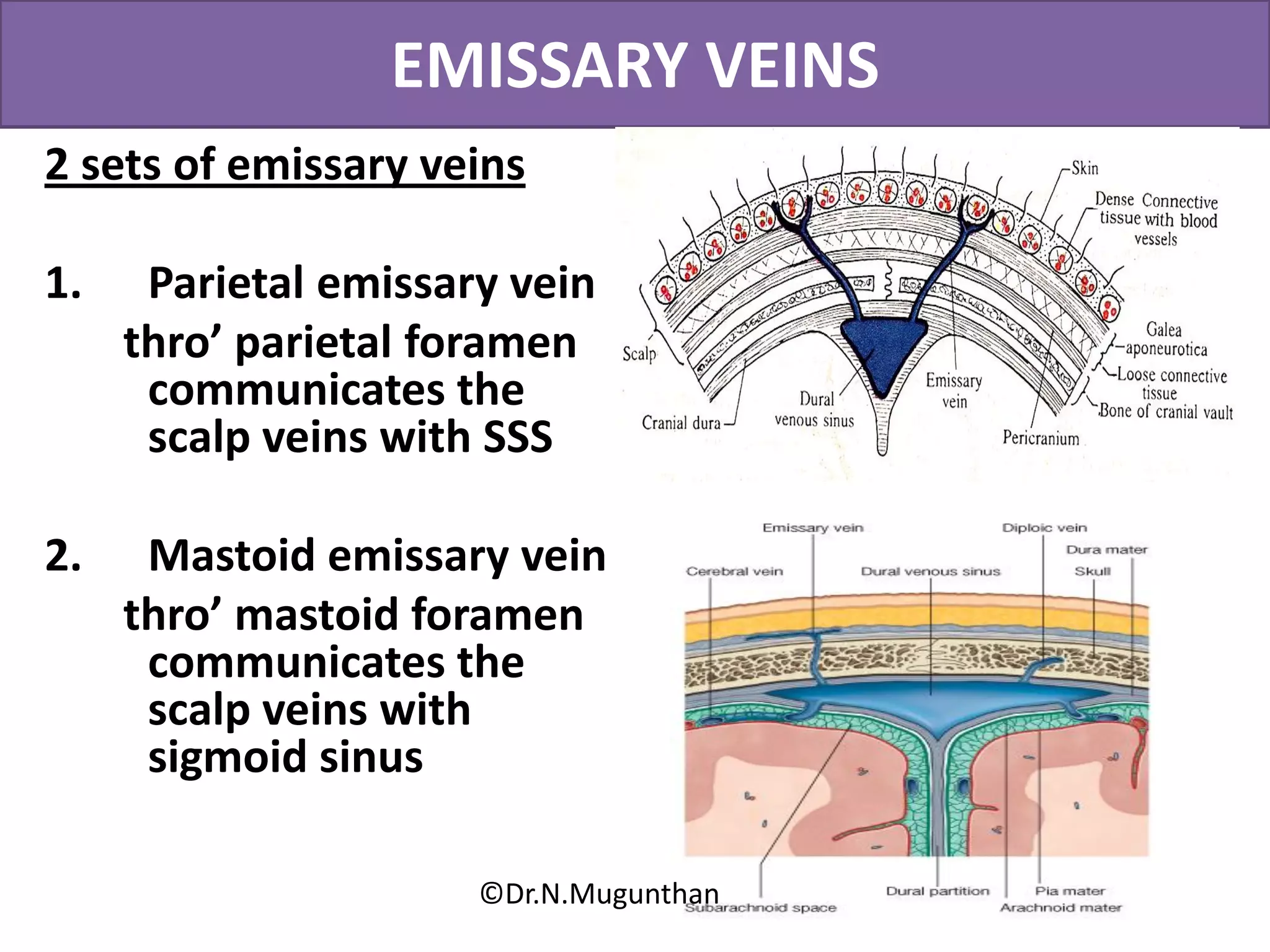 EMISSARY VEINS
2 sets of emissary veins
1. Parietal emissary vein
thro’ parietal foramen
communicates the
scalp veins with SSS
2. Mastoid emissary vein
thro’ mastoid foramen
communicates the
scalp veins with
sigmoid sinus
©Dr.N.Mugunthan
 