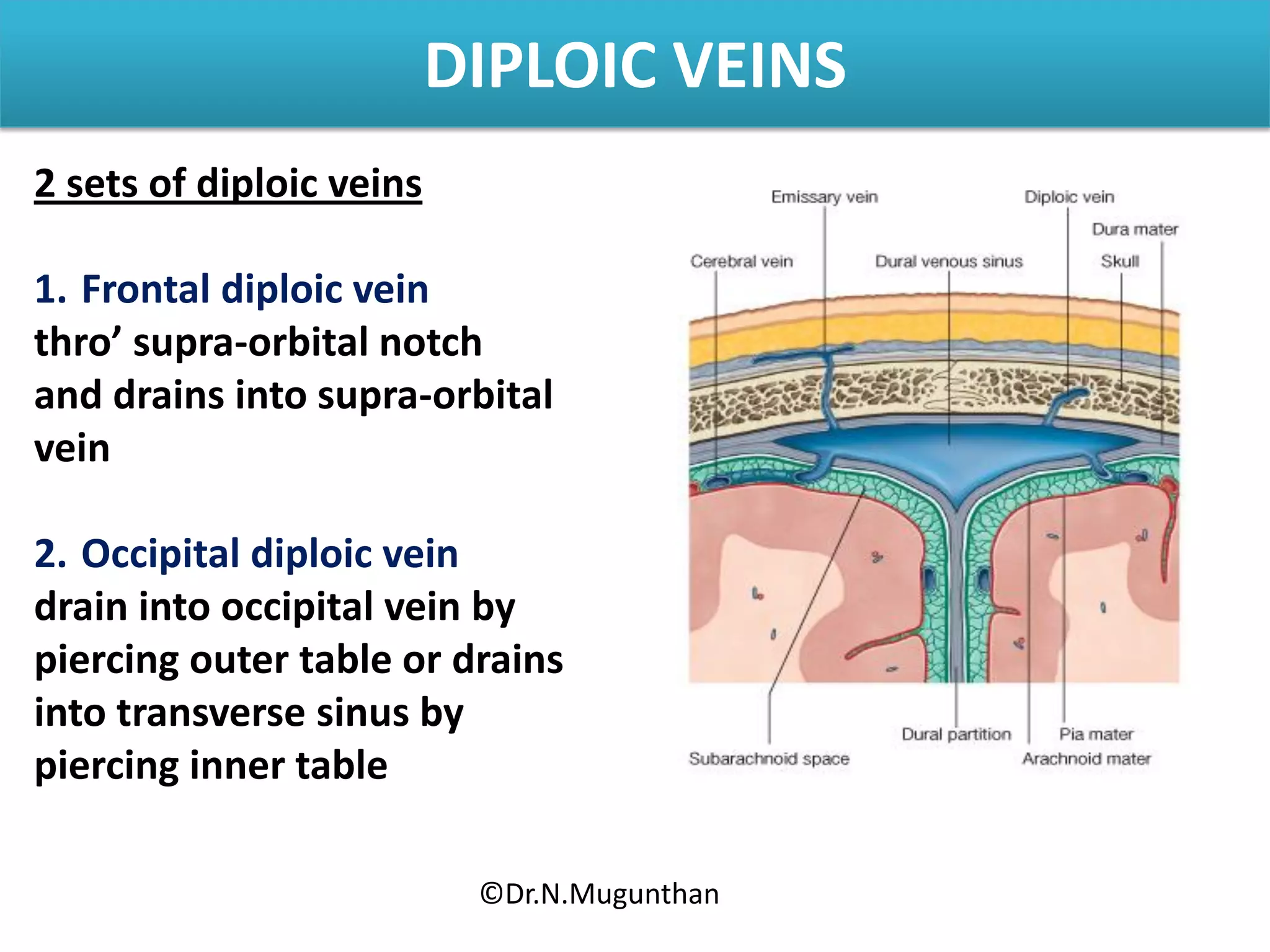 DIPLOIC VEINS
2 sets of diploic veins
1. Frontal diploic vein
thro’ supra-orbital notch
and drains into supra-orbital
vein
2. Occipital diploic vein
drain into occipital vein by
piercing outer table or drains
into transverse sinus by
piercing inner table
©Dr.N.Mugunthan
 