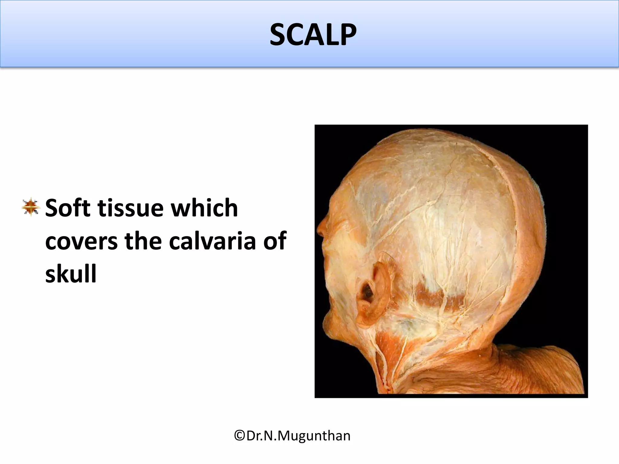 SCALP
Soft tissue which
covers the calvaria of
skull
©Dr.N.Mugunthan
 