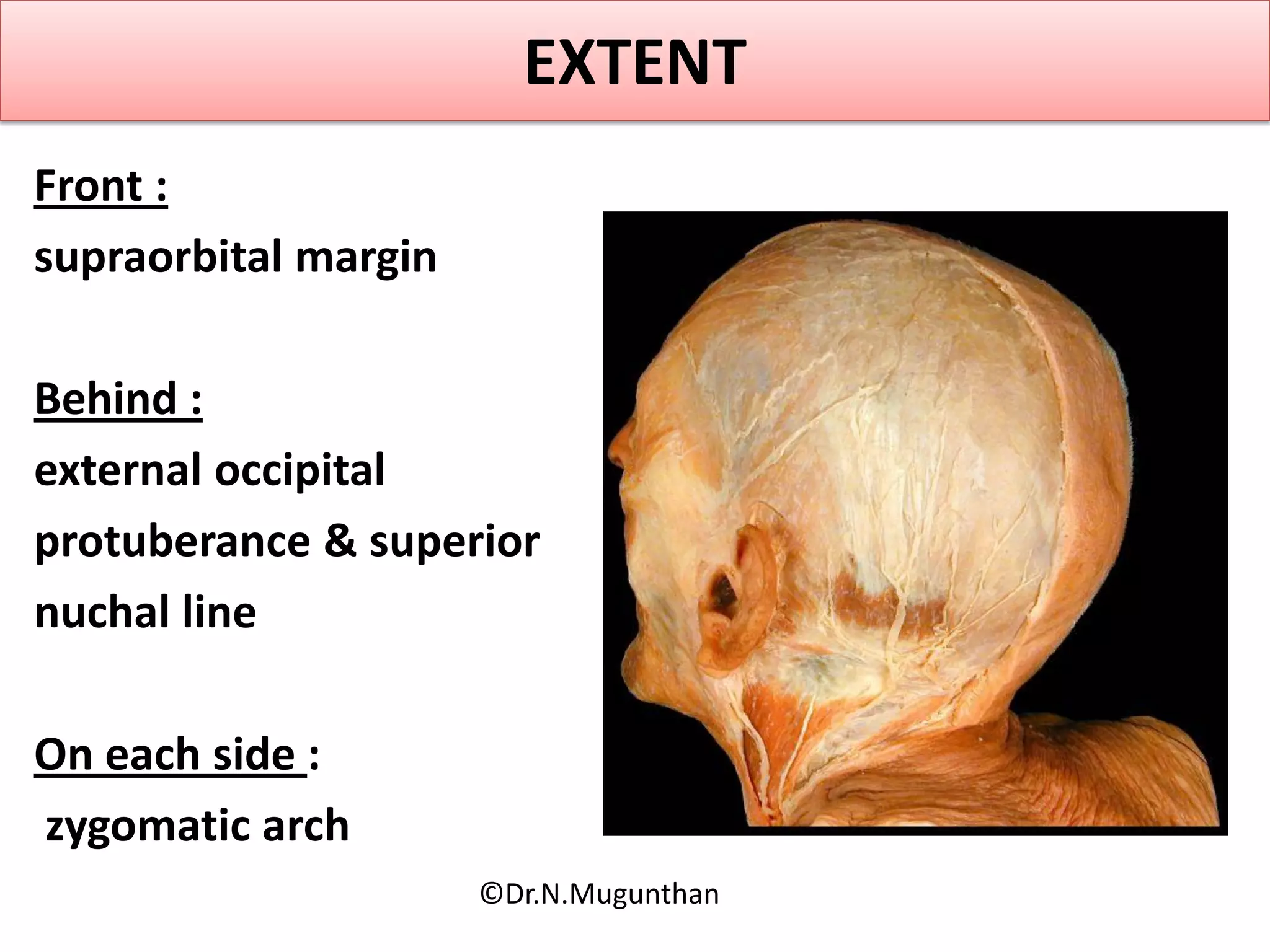 EXTENT
Front :
supraorbital margin
Behind :
external occipital
protuberance & superior
nuchal line
On each side :
zygomatic arch
©Dr.N.Mugunthan
 