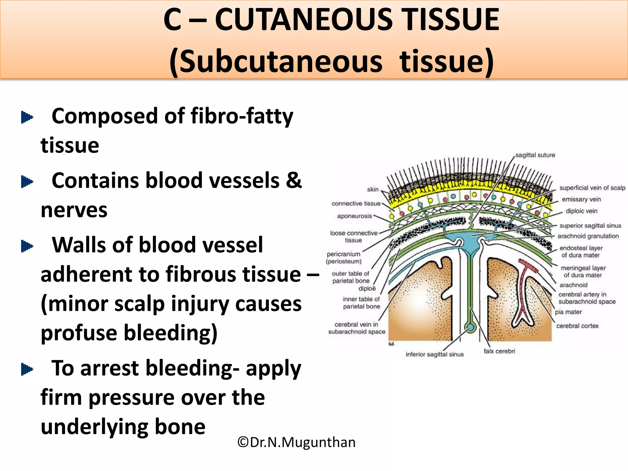 C – CUTANEOUS TISSUE
(Subcutaneous tissue)
Composed of fibro-fatty
tissue
Contains blood vessels &
nerves
Walls of blood vessel
adherent to fibrous tissue –
(minor scalp injury causes
profuse bleeding)
To arrest bleeding- apply
firm pressure over the
underlying bone
©Dr.N.Mugunthan
 