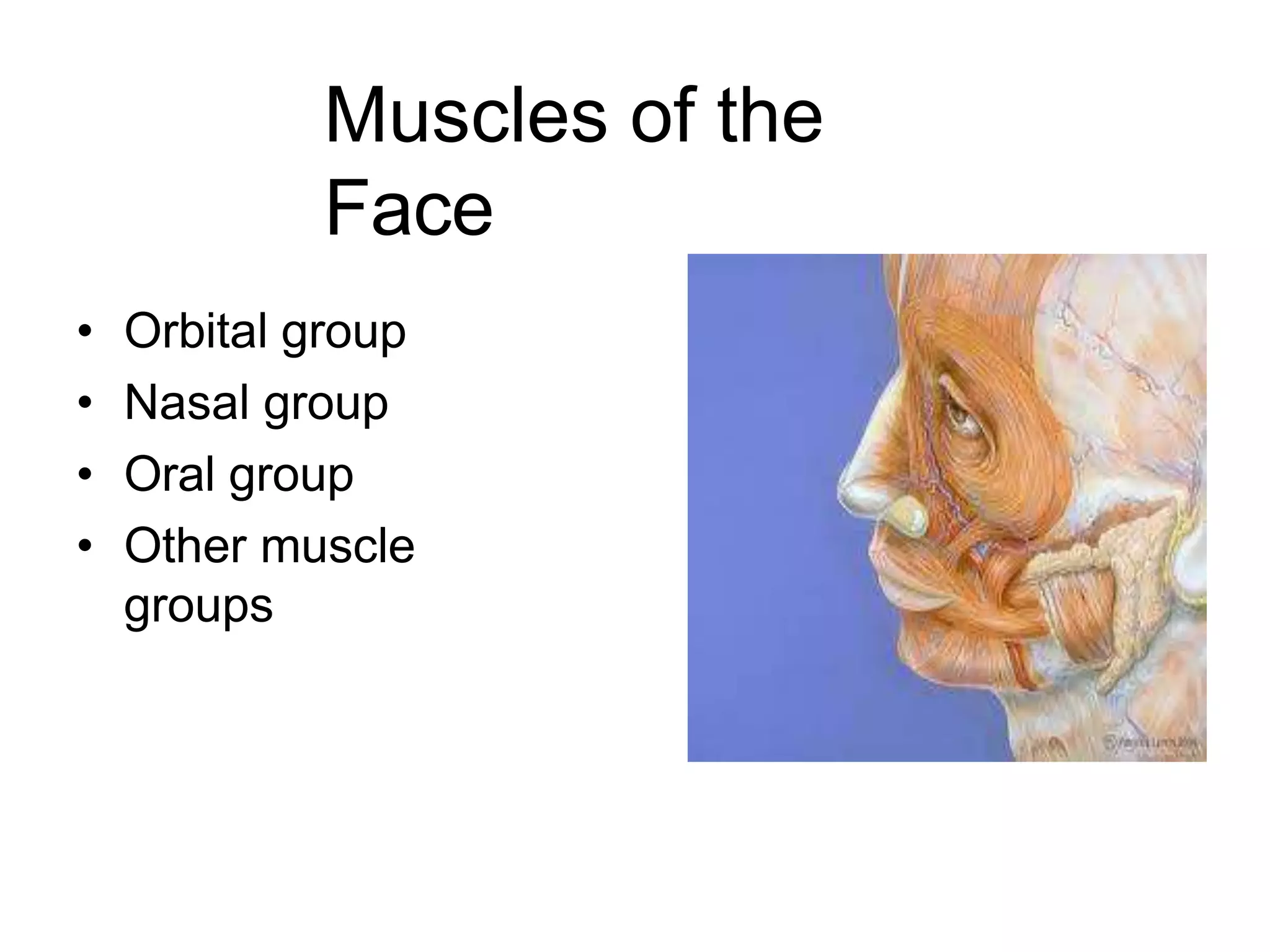 Muscles of the
Face
• Orbital group
• Nasal group
• Oral group
• Other muscle
groups
 