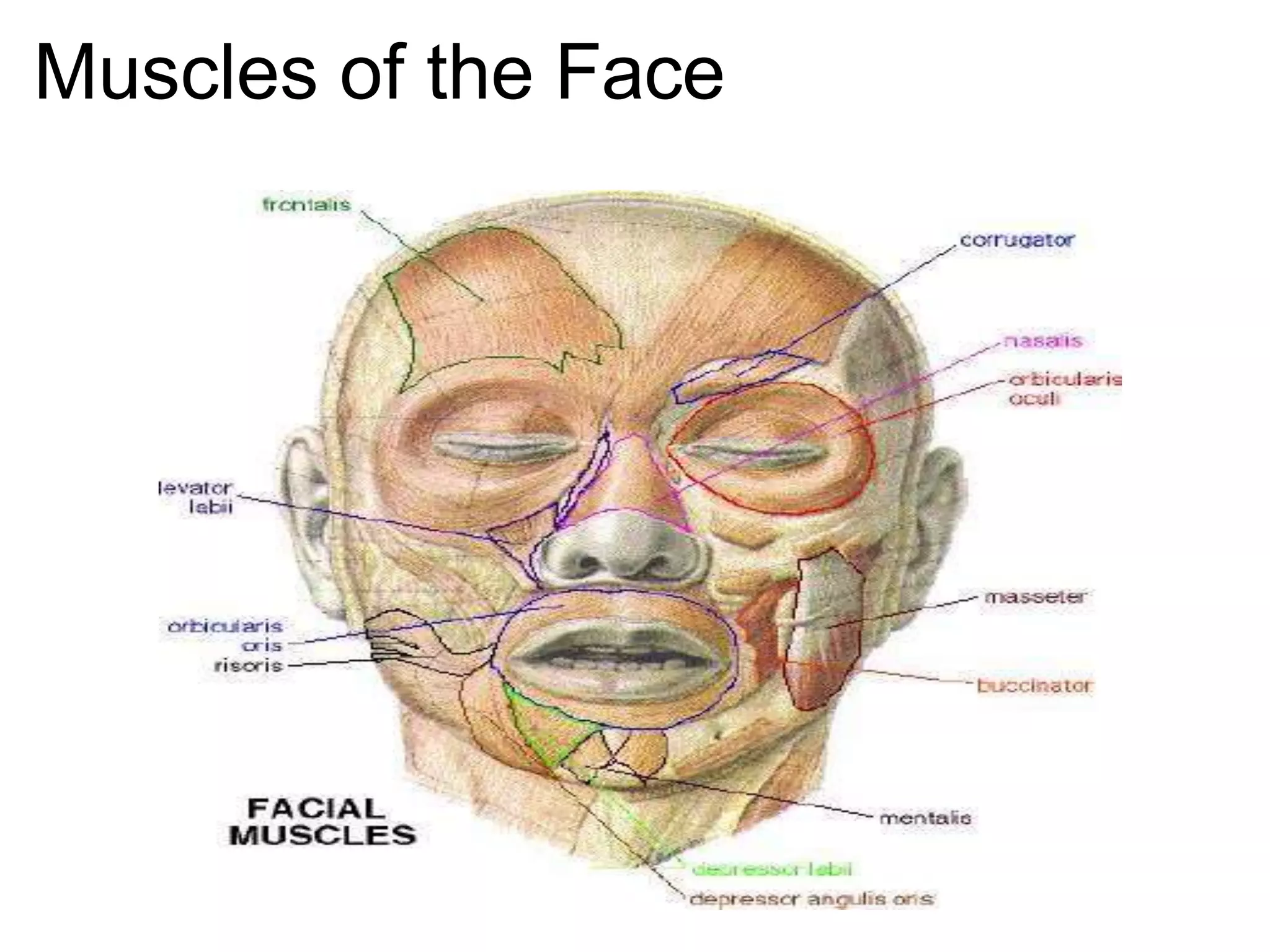 Muscles of the Face
 