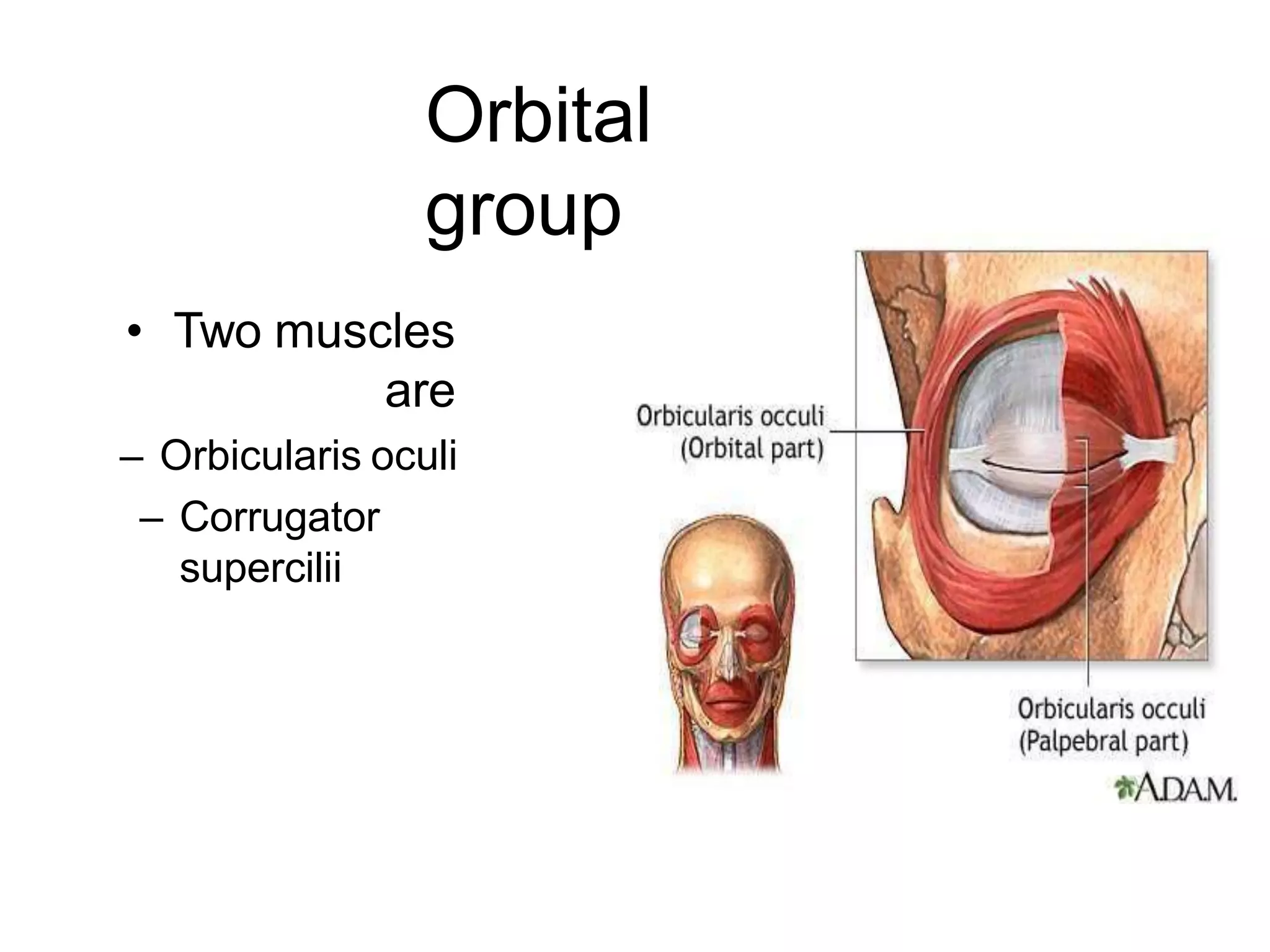 Orbital
group
• Two muscles
are
– Orbicularis oculi
– Corrugator
supercilii
 