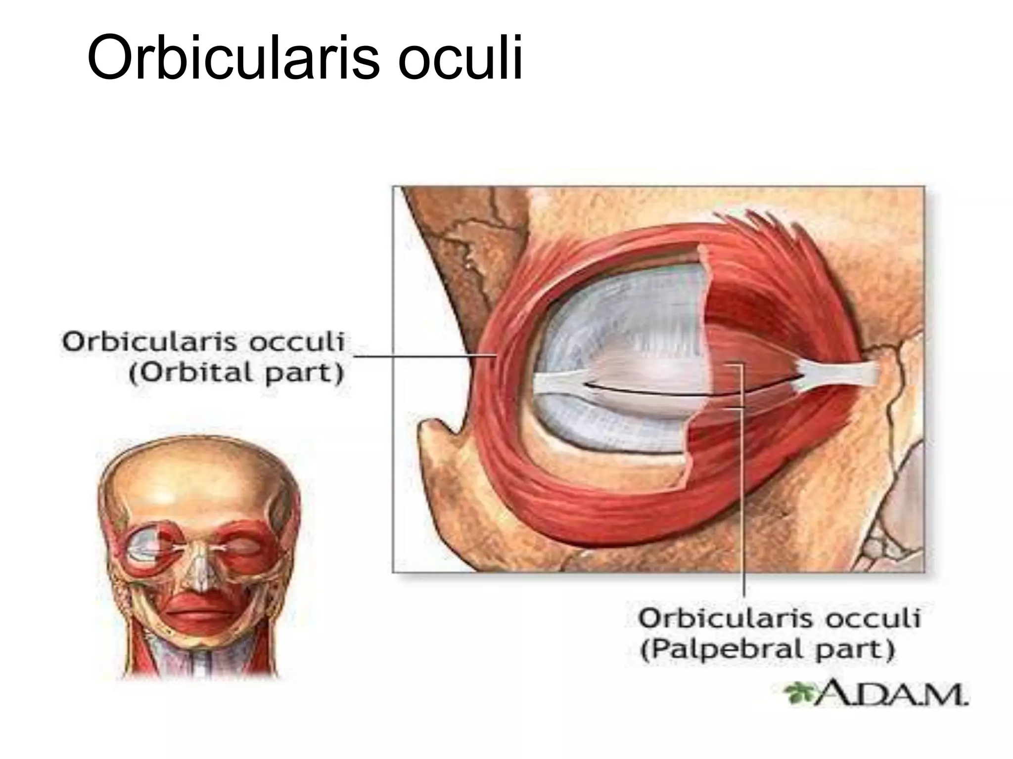 Orbicularis oculi
 
