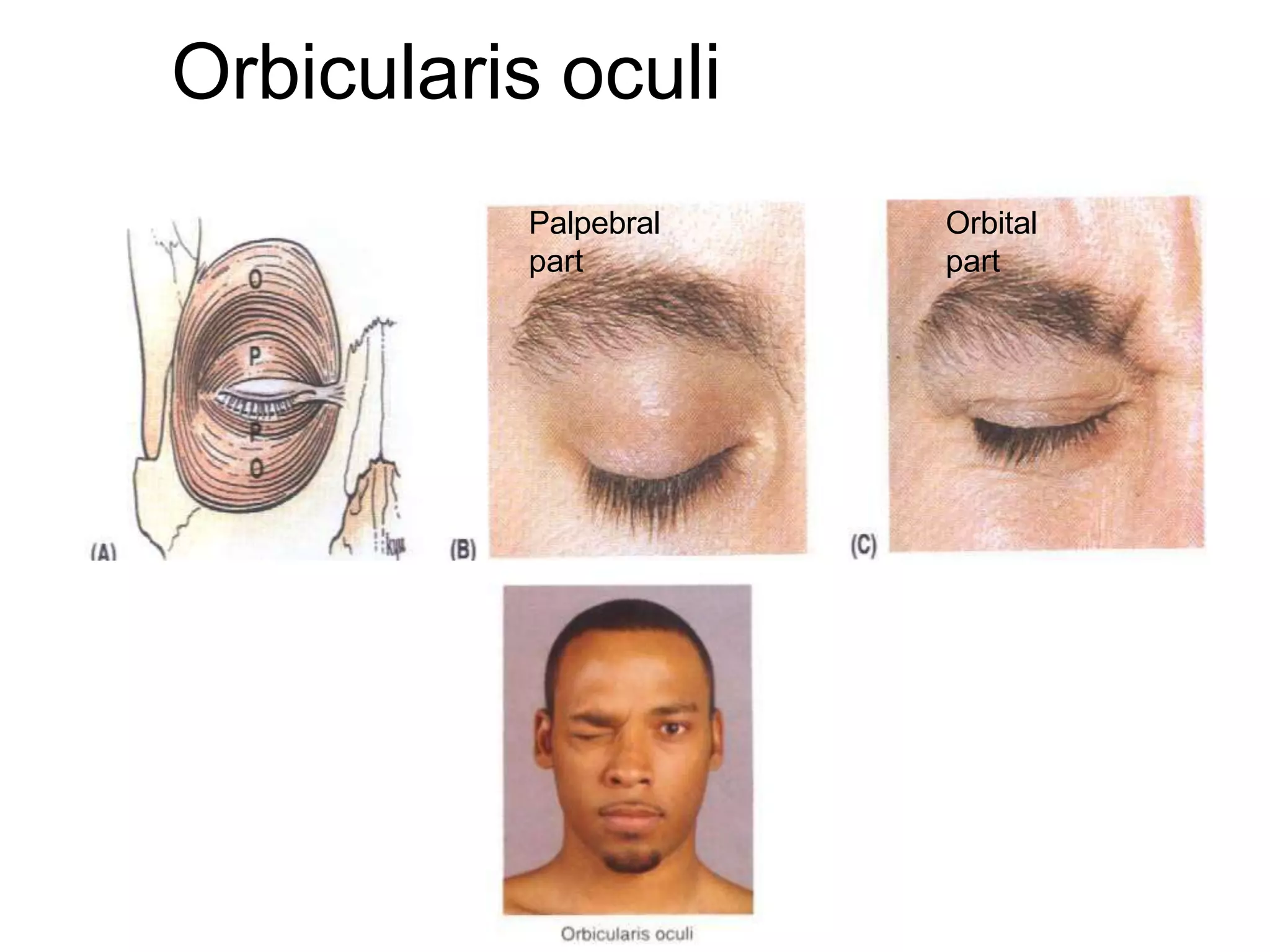 Orbicularis oculi
Palpebral
part
Orbital
part
 