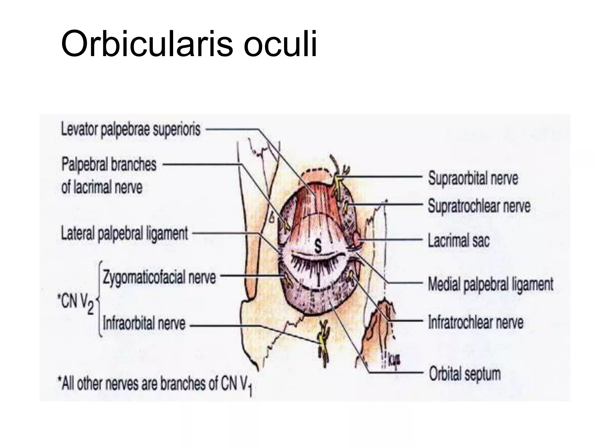 Orbicularis oculi
 