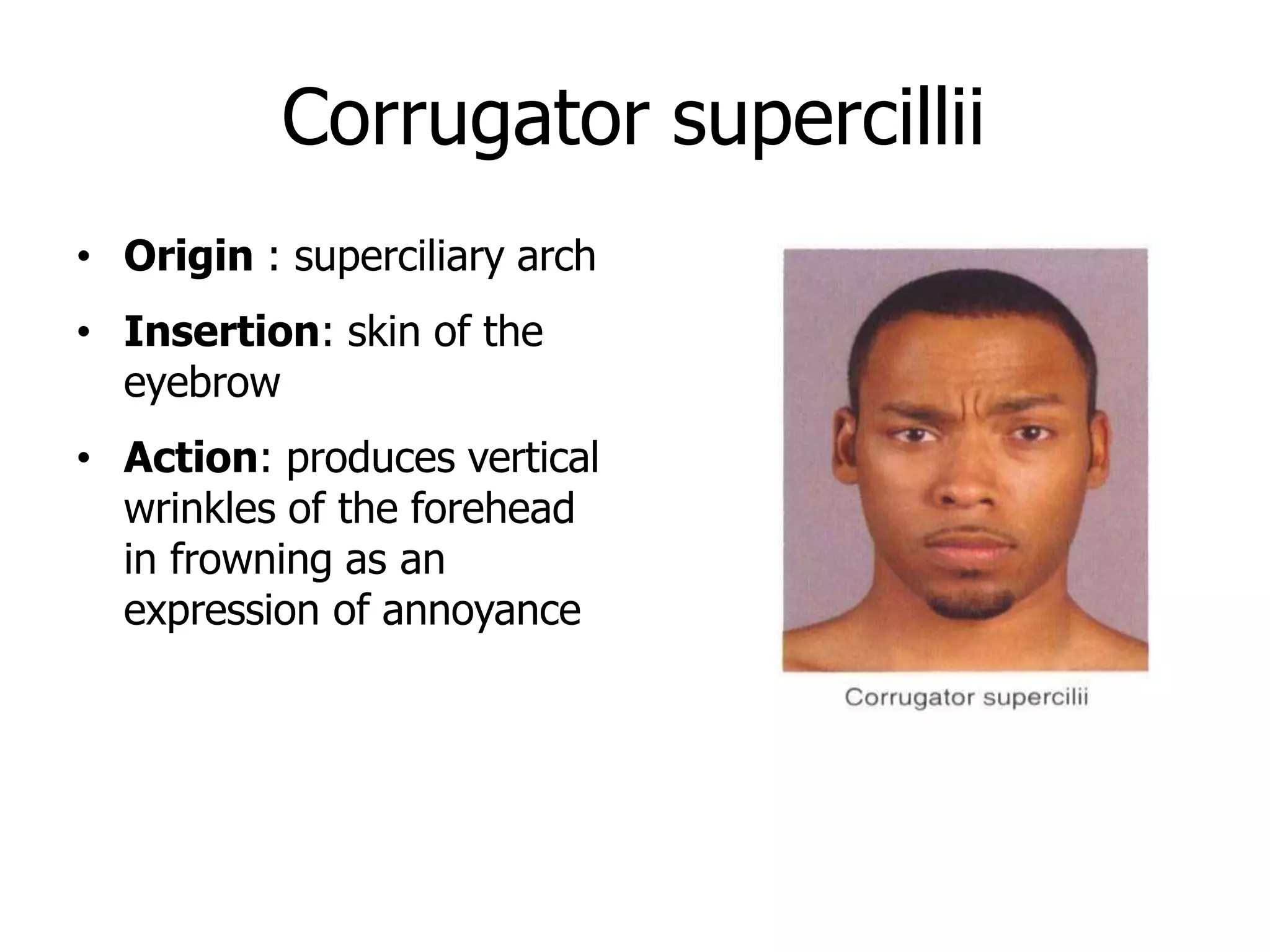 Corrugator supercillii
• Origin : superciliary arch
• Insertion: skin of the
eyebrow
• Action: produces vertical
wrinkles of the forehead
in frowning as an
expression of annoyance
 
