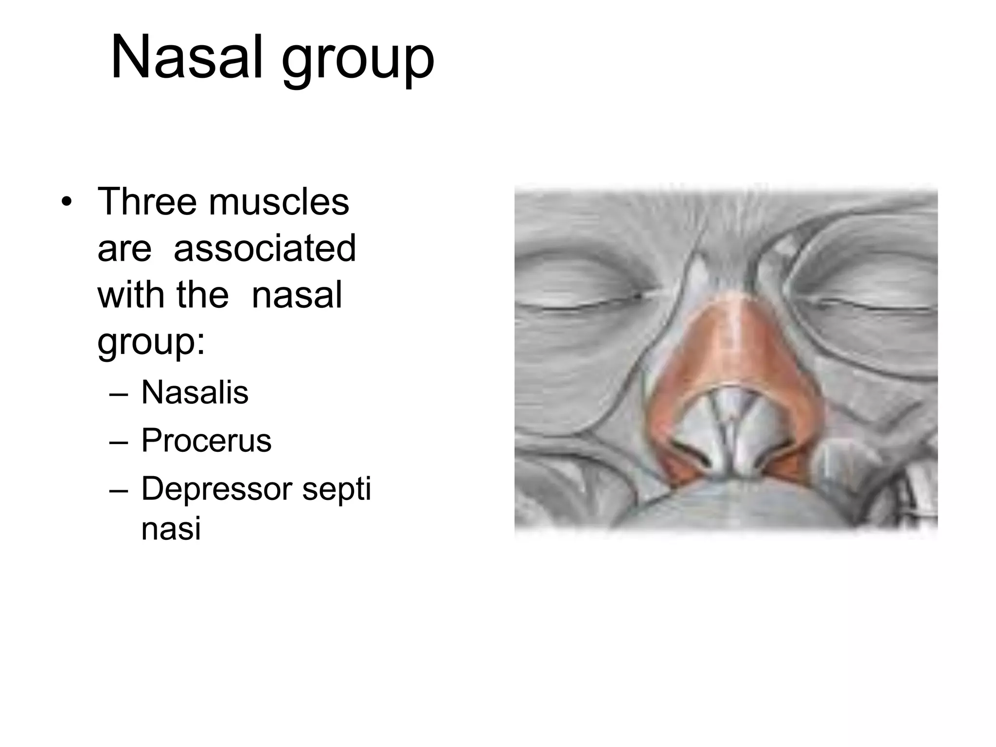 Nasal group
• Three muscles
are associated
with the nasal
group:
– Nasalis
– Procerus
– Depressor septi
nasi
 