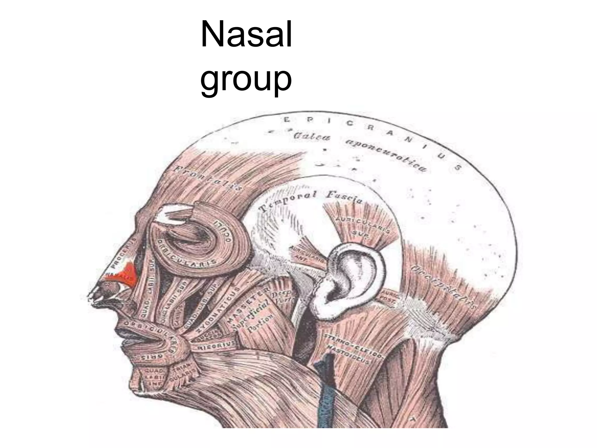 Nasal
group
 