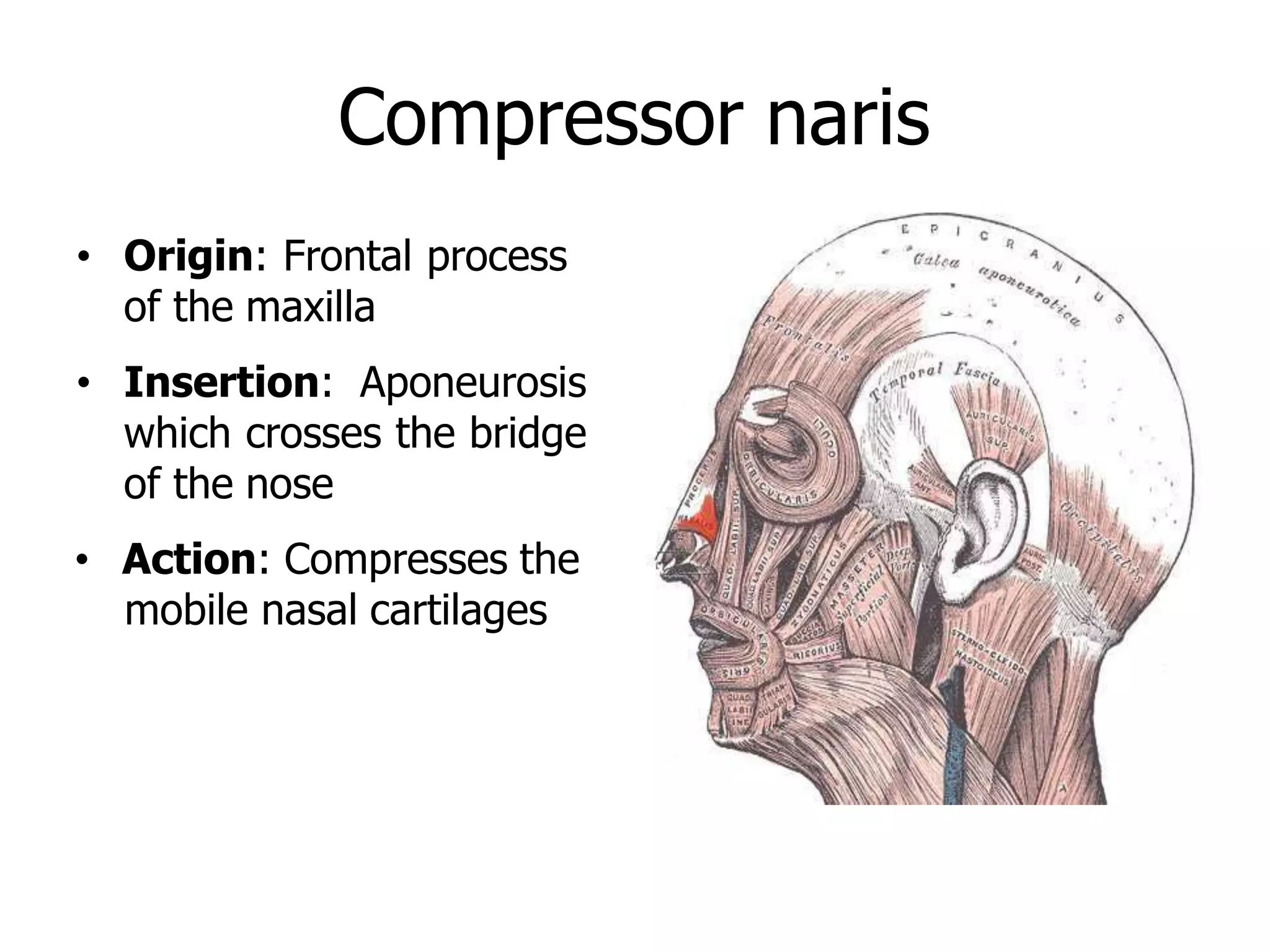 Compressor naris
• Origin: Frontal process
of the maxilla
• Insertion: Aponeurosis
which crosses the bridge
of the nose
• Action: Compresses the
mobile nasal cartilages
 