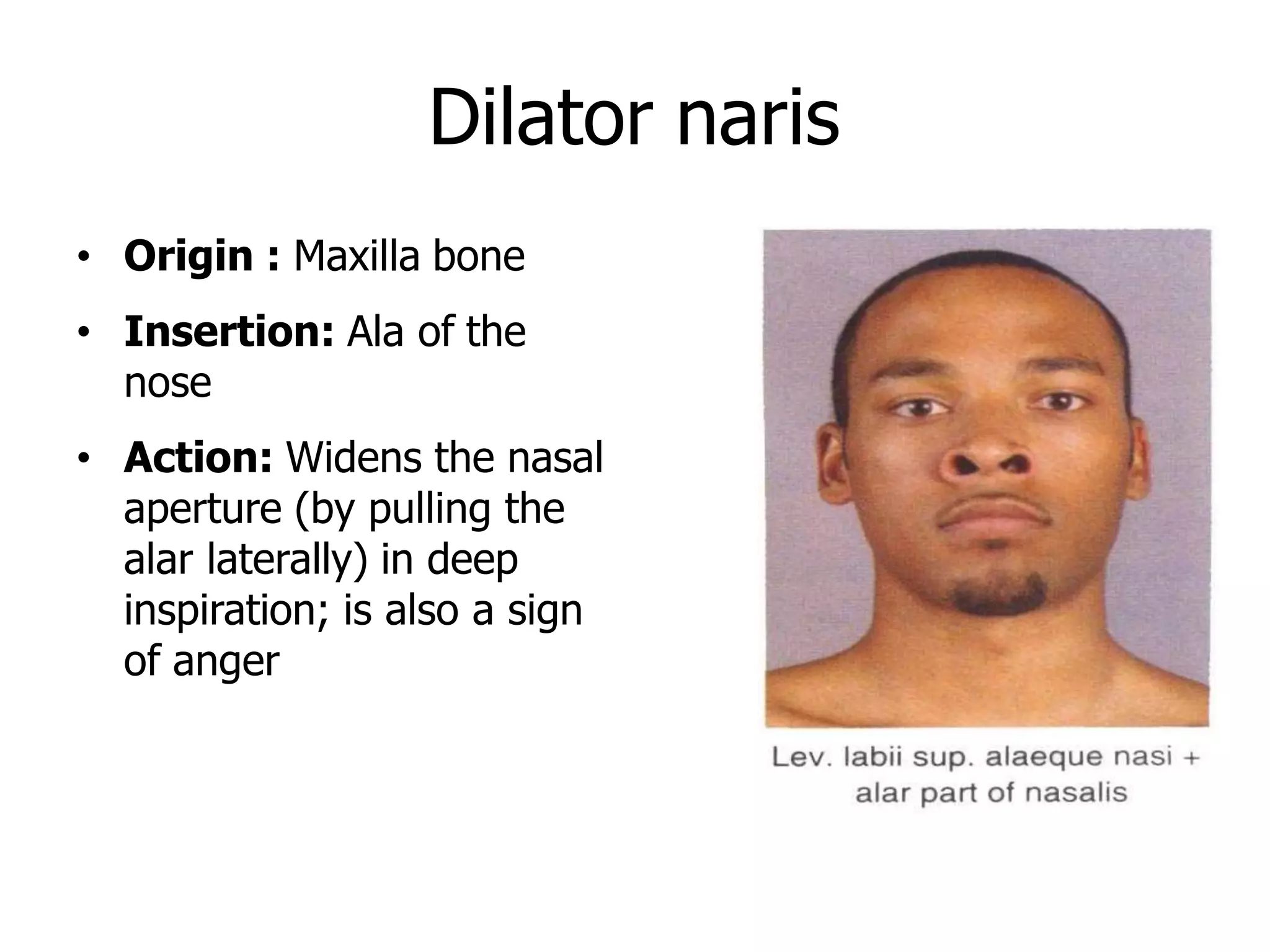 Dilator naris
• Origin : Maxilla bone
• Insertion: Ala of the
nose
• Action: Widens the nasal
aperture (by pulling the
alar laterally) in deep
inspiration; is also a sign
of anger
 