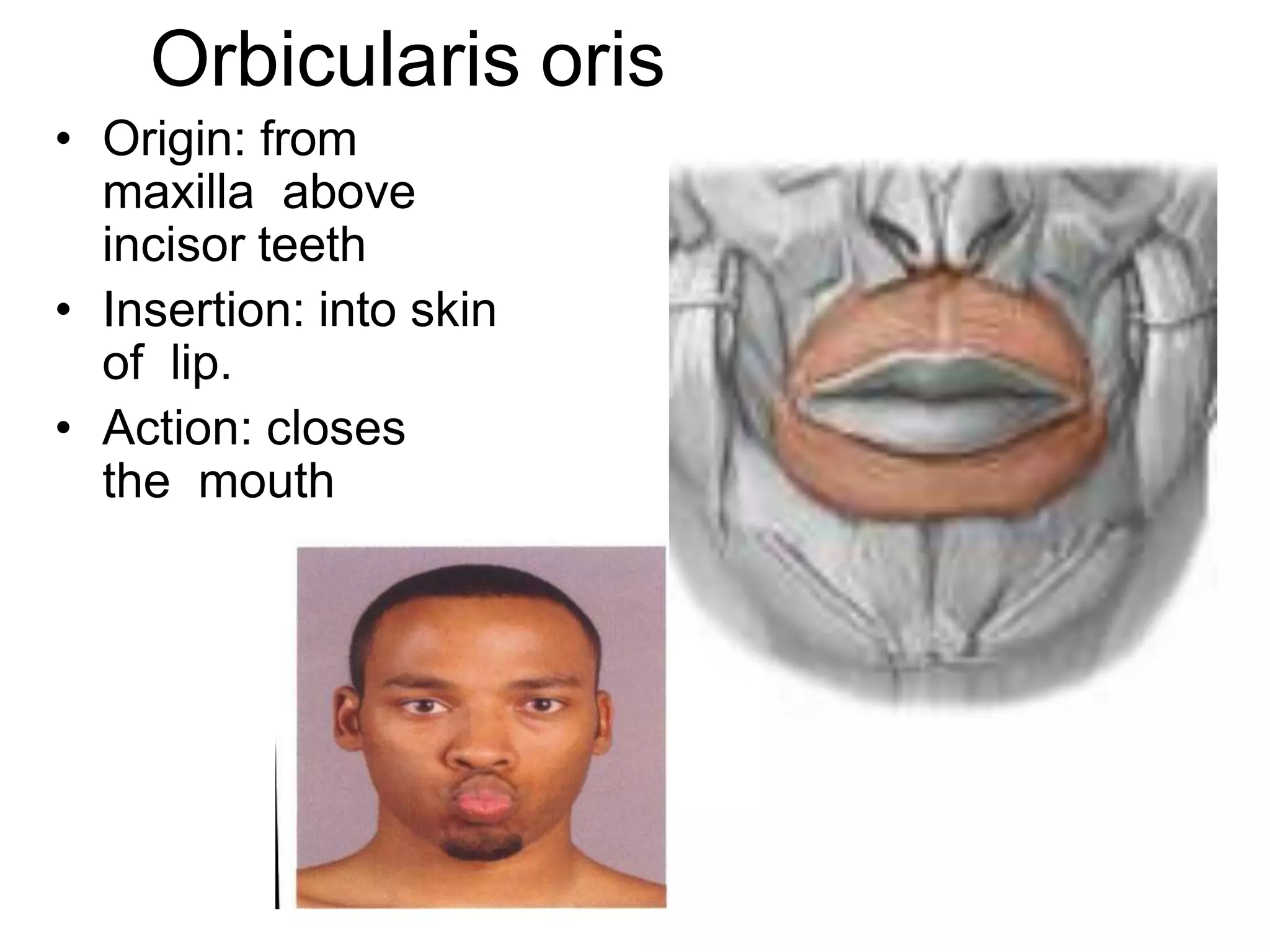 Orbicularis oris
• Origin: from
maxilla above
incisor teeth
• Insertion: into skin
of lip.
• Action: closes
the mouth
 