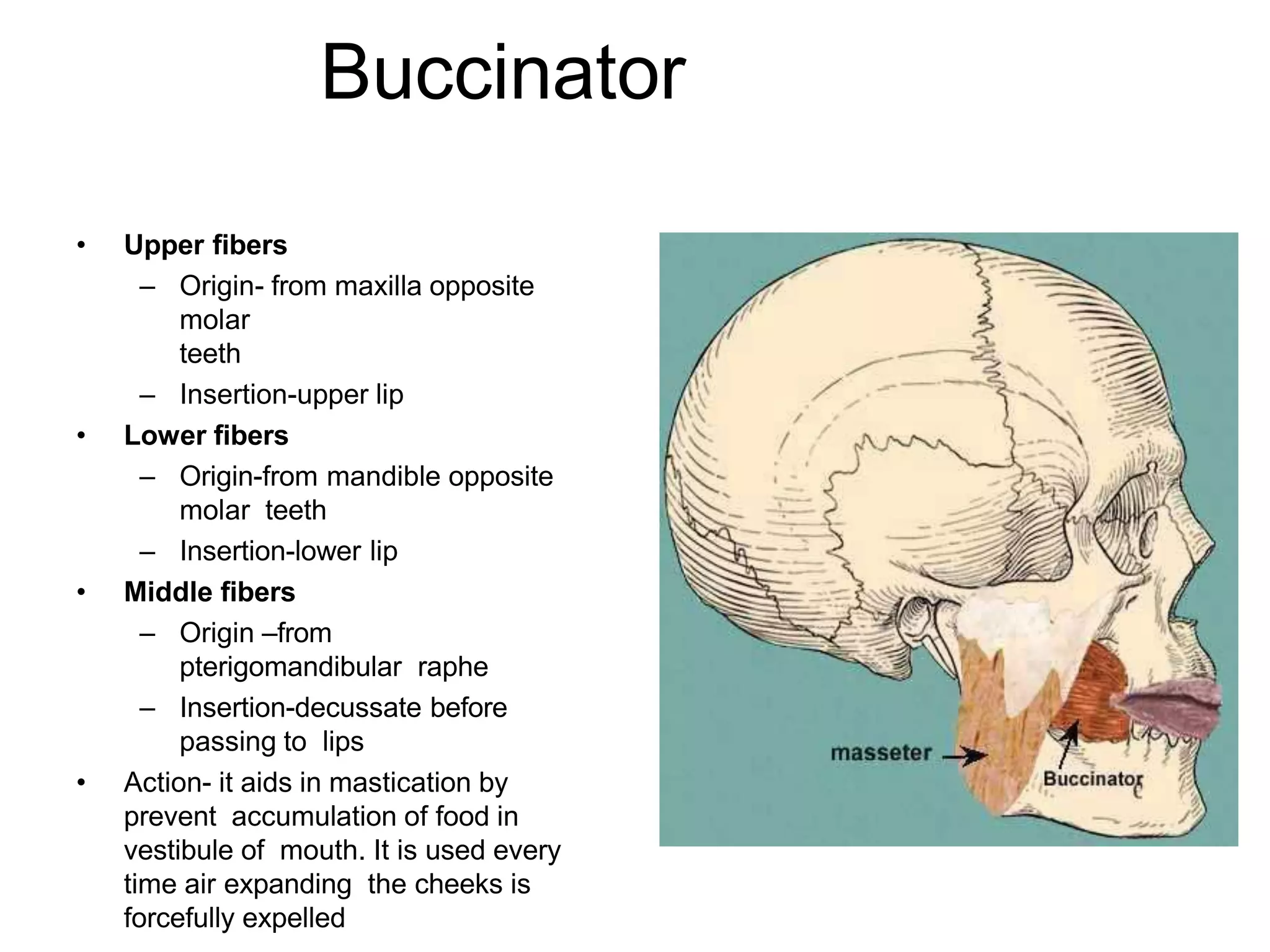 Buccinator
• Upper fibers
– Origin- from maxilla opposite
molar
teeth
– Insertion-upper lip
• Lower fibers
– Origin-from mandible opposite
molar teeth
– Insertion-lower lip
• Middle fibers
– Origin –from
pterigomandibular raphe
– Insertion-decussate before
passing to lips
• Action- it aids in mastication by
prevent accumulation of food in
vestibule of mouth. It is used every
time air expanding the cheeks is
forcefully expelled
 