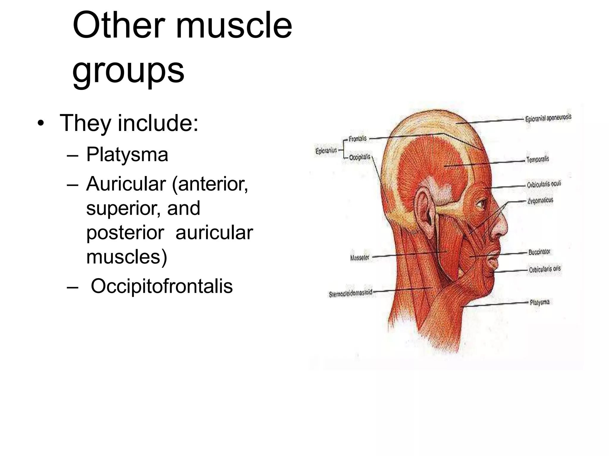 Other muscle
groups
• They include:
– Platysma
– Auricular (anterior,
superior, and
posterior auricular
muscles)
– Occipitofrontalis
 