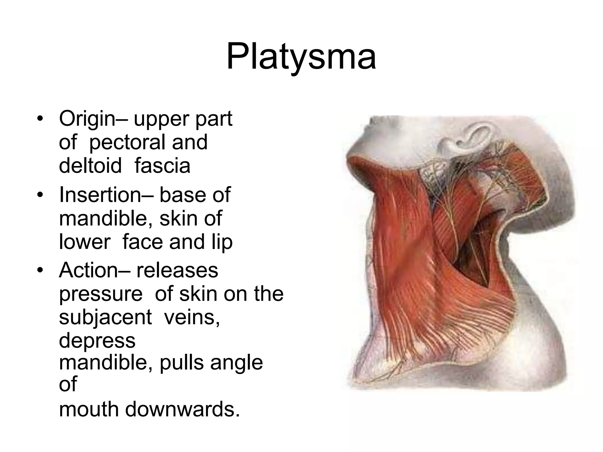 Platysma
• Origin– upper part
of pectoral and
deltoid fascia
• Insertion– base of
mandible, skin of
lower face and lip
• Action– releases
pressure of skin on the
subjacent veins,
depress
mandible, pulls angle
of
mouth downwards.
 
