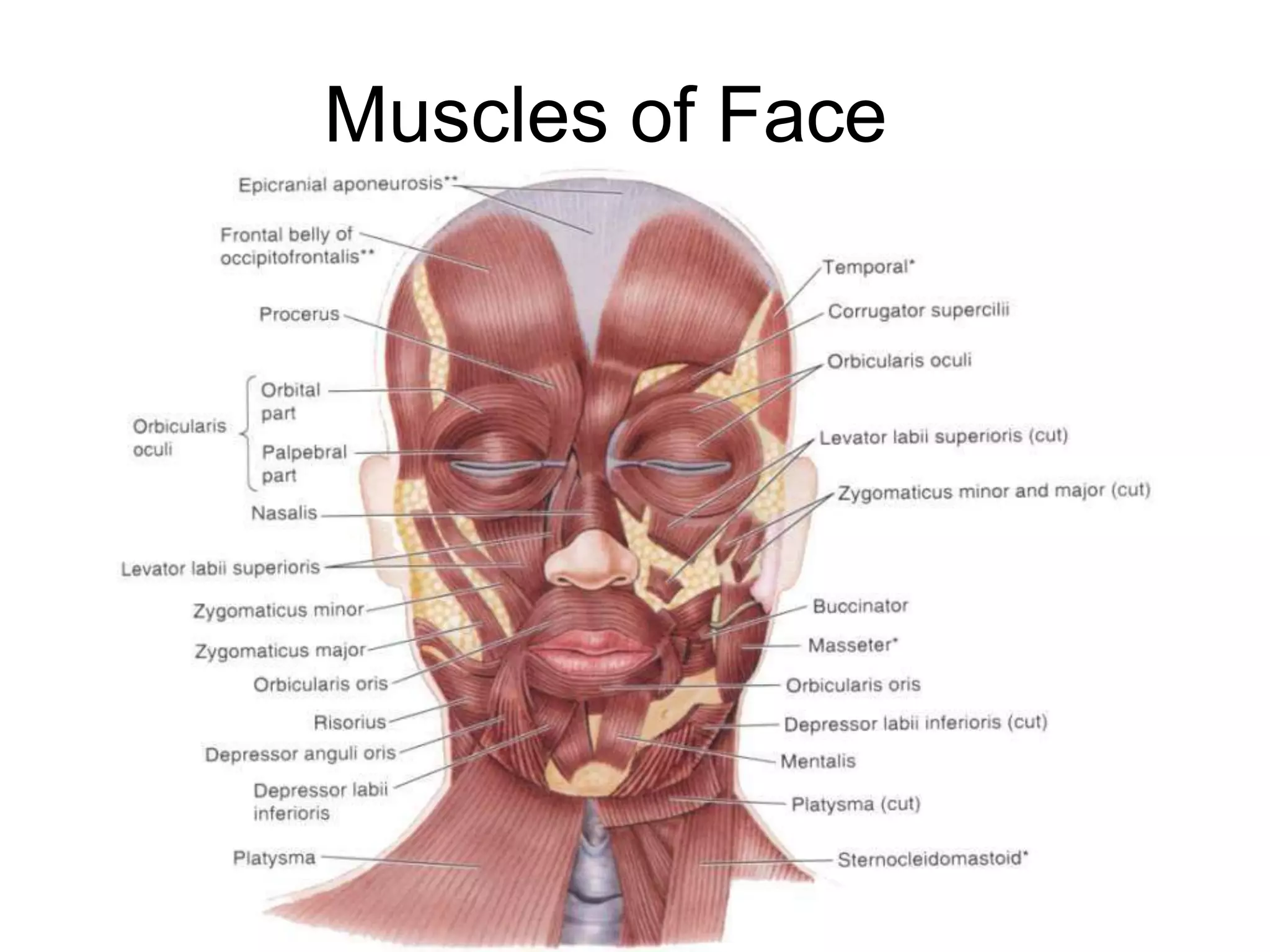 Muscles of Face
 