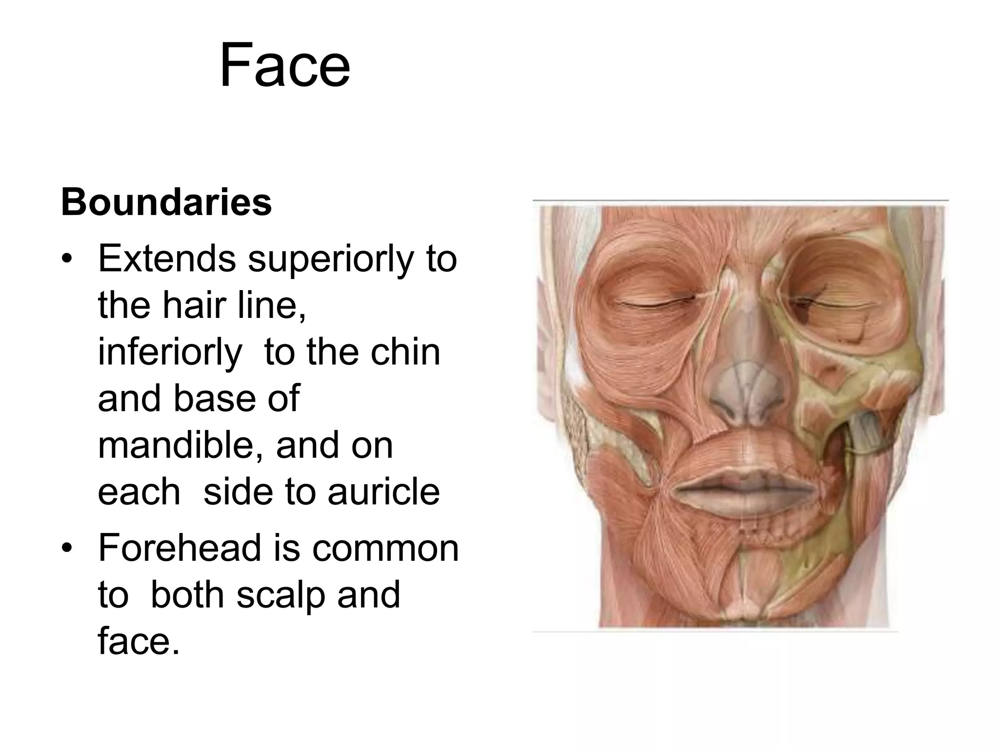 Face
Boundaries
• Extends superiorly to
the hair line,
inferiorly to the chin
and base of
mandible, and on
each side to auricle
• Forehead is common
to both scalp and
face.
 