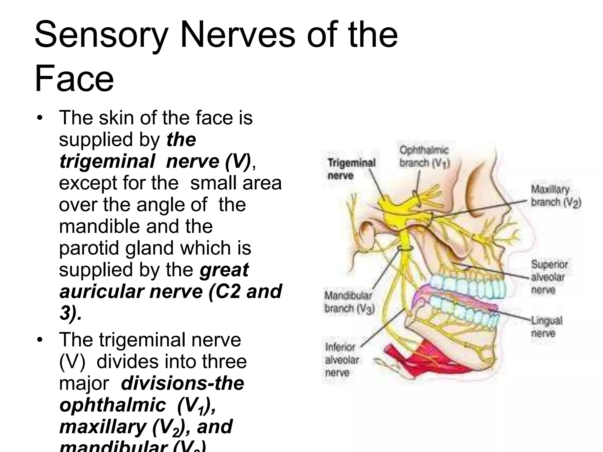 Sensory Nerves of the
Face
• The skin of the face is
supplied by the
trigeminal nerve (V),
except for the small area
over the angle of the
mandible and the
parotid gland which is
supplied by the great
auricular nerve (C2 and
3).
• The trigeminal nerve
(V) divides into three
major divisions-the
ophthalmic (V1),
maxillary (V2), and
 