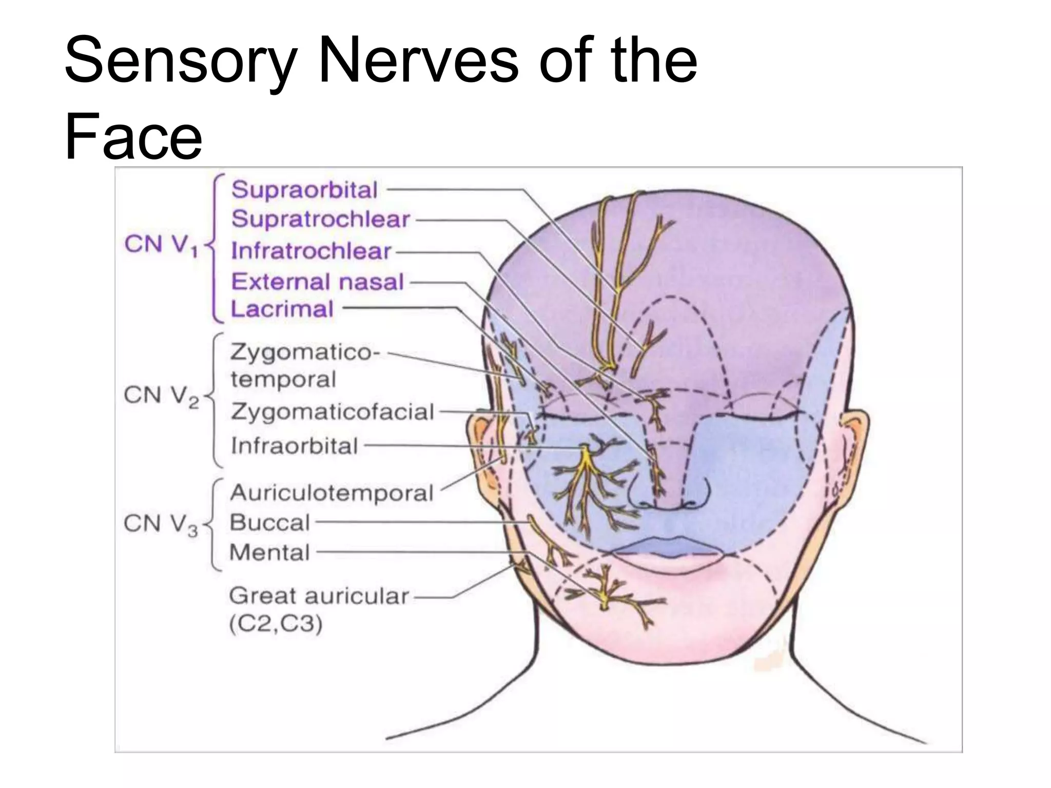 Sensory Nerves of the
Face
 