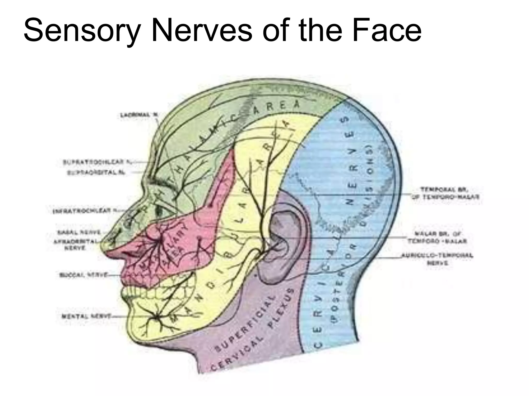 Sensory Nerves of the Face
 