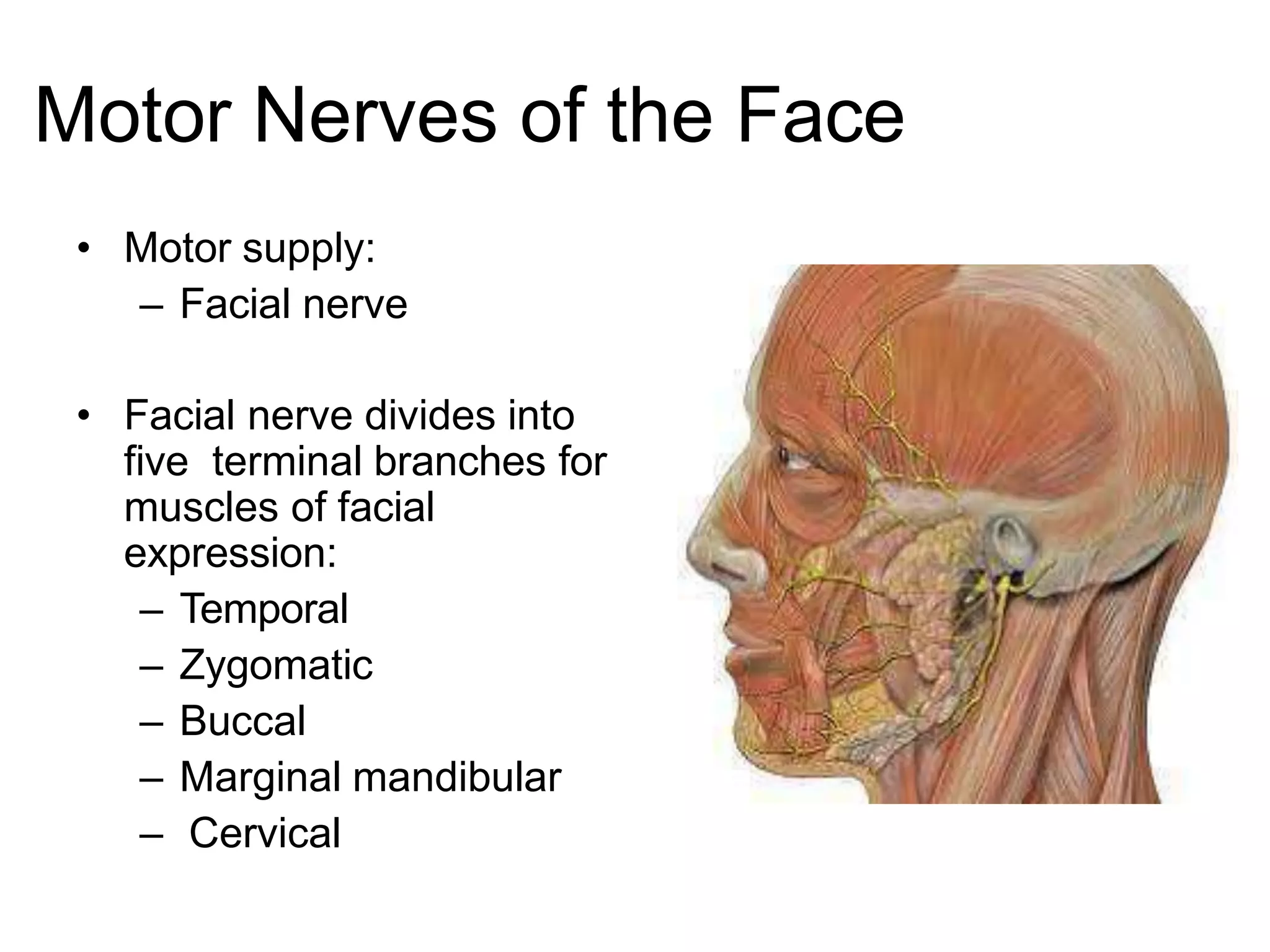 Motor Nerves of the Face
• Motor supply:
– Facial nerve
• Facial nerve divides into
five terminal branches for
muscles of facial
expression:
– Temporal
– Zygomatic
– Buccal
– Marginal mandibular
– Cervical
 