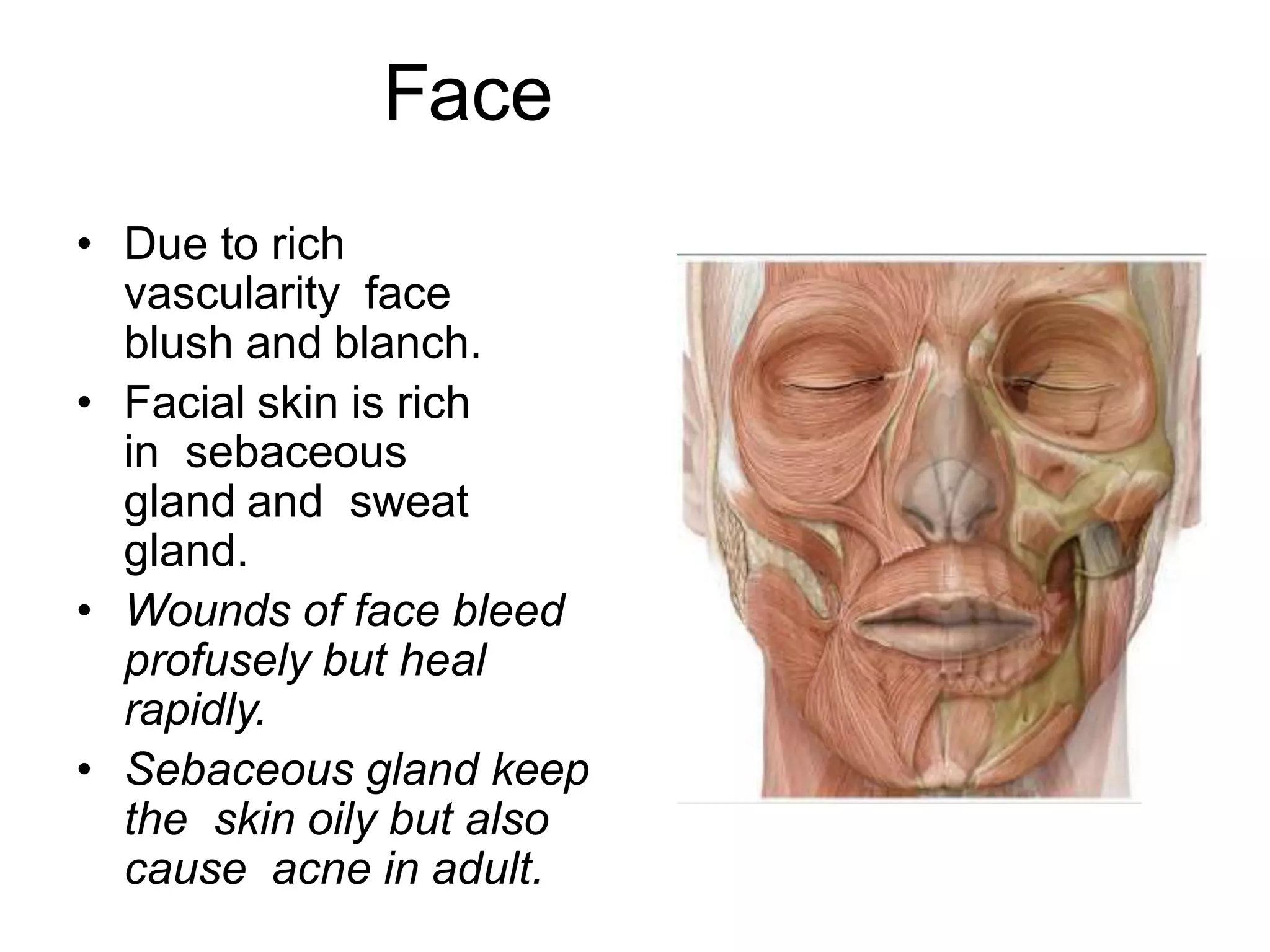 Face
• Due to rich
vascularity face
blush and blanch.
• Facial skin is rich
in sebaceous
gland and sweat
gland.
• Wounds of face bleed
profusely but heal
rapidly.
• Sebaceous gland keep
the skin oily but also
cause acne in adult.
 