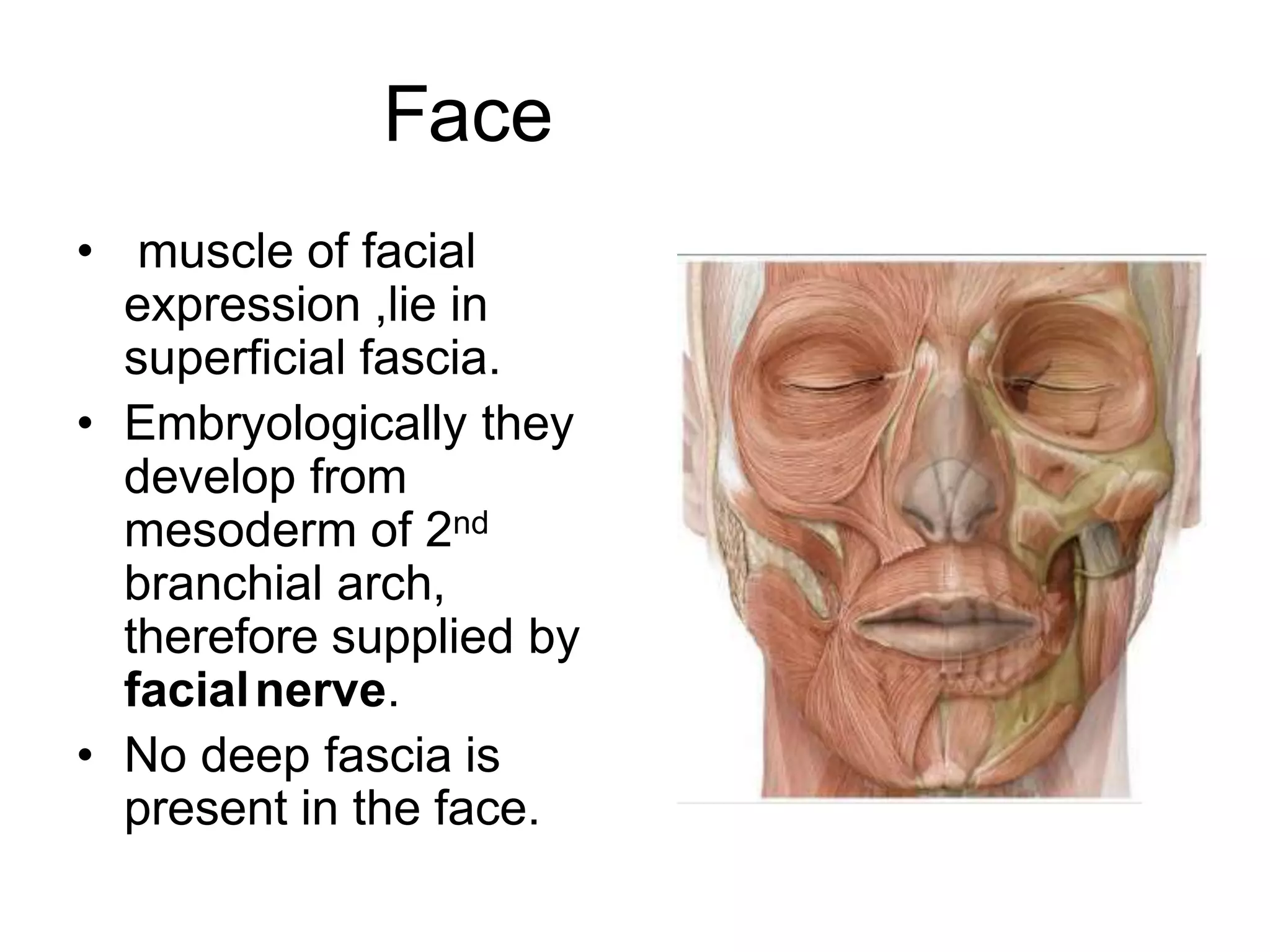 Face
• muscle of facial
expression ,lie in
superficial fascia.
• Embryologically they
develop from
mesoderm of 2nd
branchial arch,
therefore supplied by
facialnerve.
• No deep fascia is
present in the face.
 