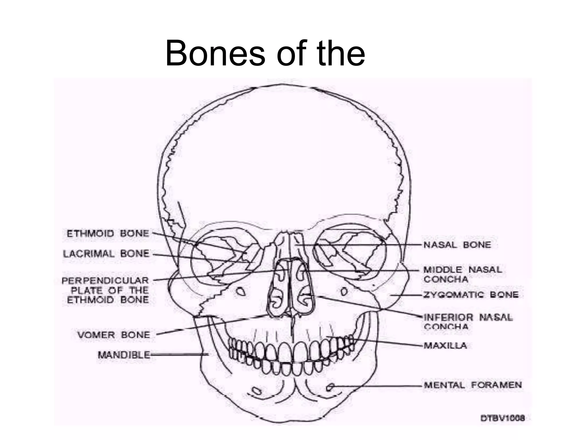 Bones of the
Face
 