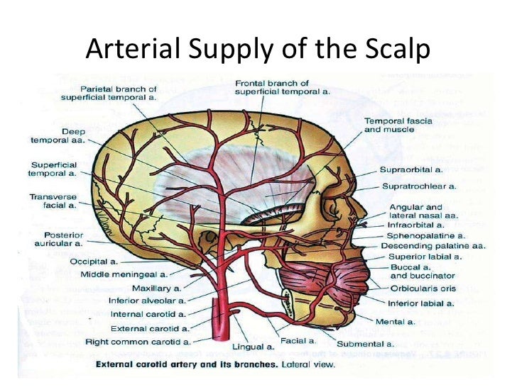 arteries of the face