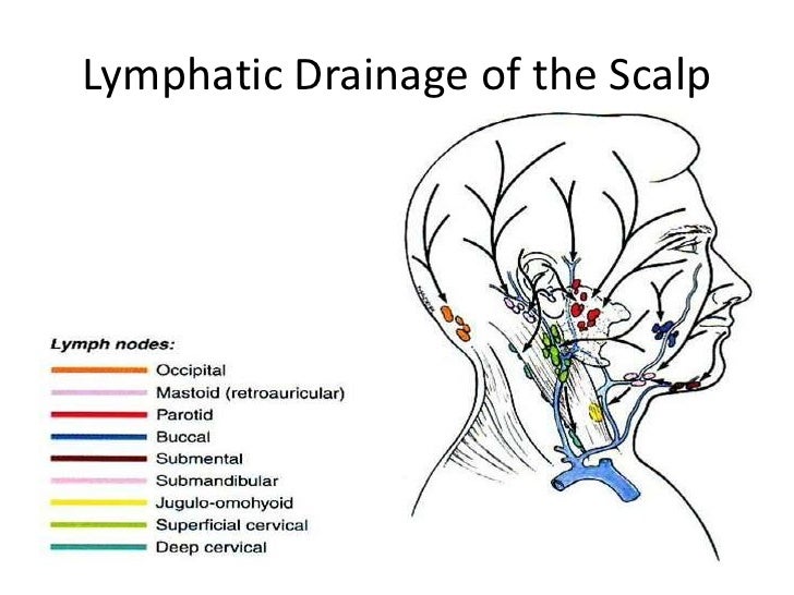 anatomy scalp face 21 728