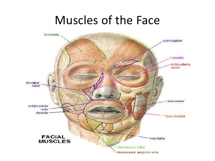 face anatomy