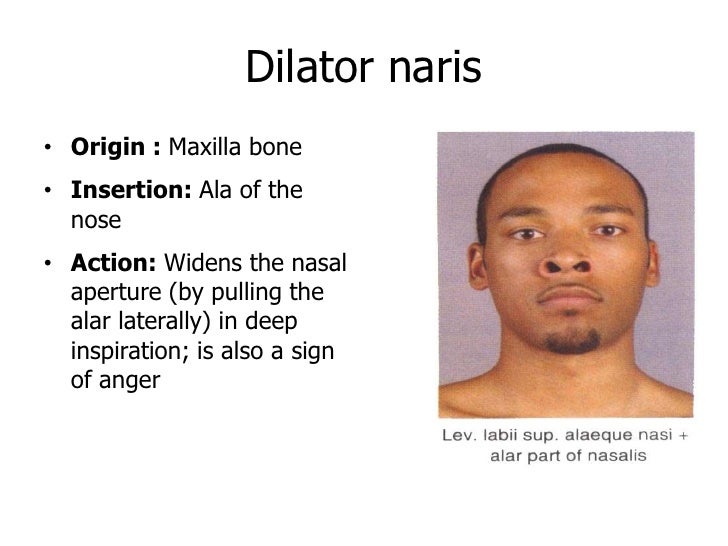 anatomy Scalp + face