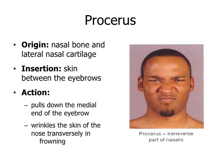 anatomy - Scalp + face