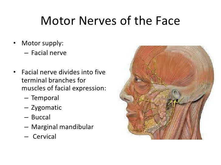 Temple Anatomy Anatomical Charts & Posters