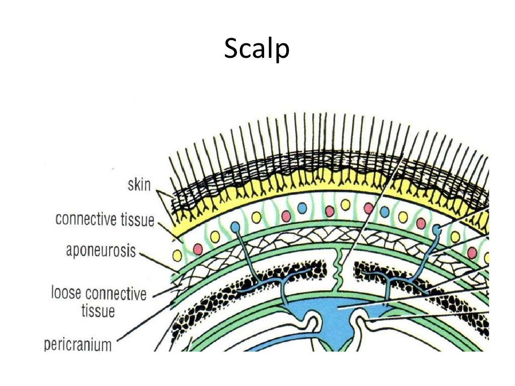 Scalp перевод. Scalp расшифровка. Scalp акроним.