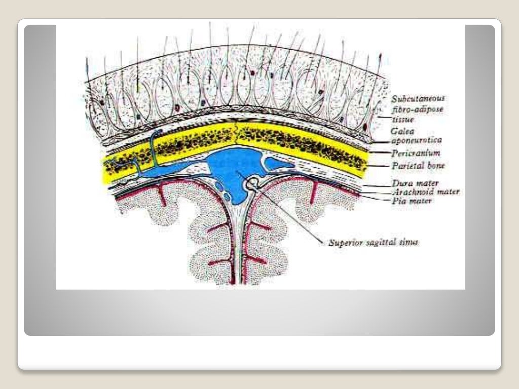 Anatomy of scalp