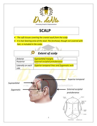 1
Supraorbital
margins
Zygomatic
arch
 The soft tissues covering the cranial vault from the scalp
 It is hair bearing area of the skull. The forehead, though not covered with
hair, is included in the scalp.
Anterior Supraorbital margins
Posterior External occipital protuberance
Laterally on each
side
Superior temporal lines and Zygomatic arch
Superior temporal
External occipital
protuberance
SCALP
Extent of scalp
 