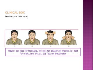 Scalp, temple and face | PDF