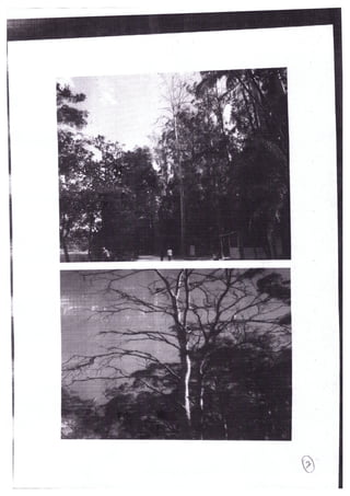 DPJ-Pq Taquaral/Supressão eucaliptos