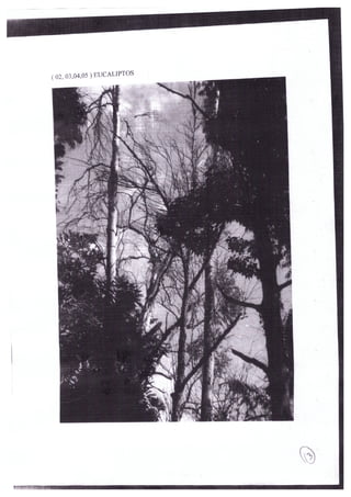 DPJ-Pq Taquaral/Supressão eucaliptos