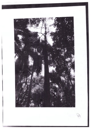 DPJ-Pq Taquaral/Supressão eucaliptos