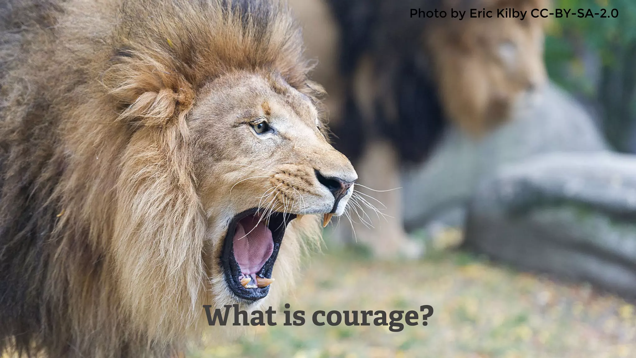What is courage?
Photo by Eric Kilby CC-BY-SA-2.0
 