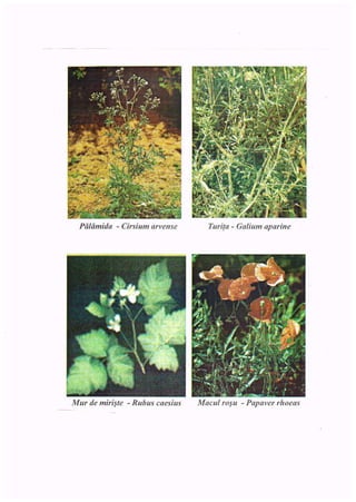 Pälämida -
Cirsium arvense
Mur de miri$te -
Rubus caesius
Turi(a -
Galium aparine
Macul rosu -
Papaver rhoeas
 