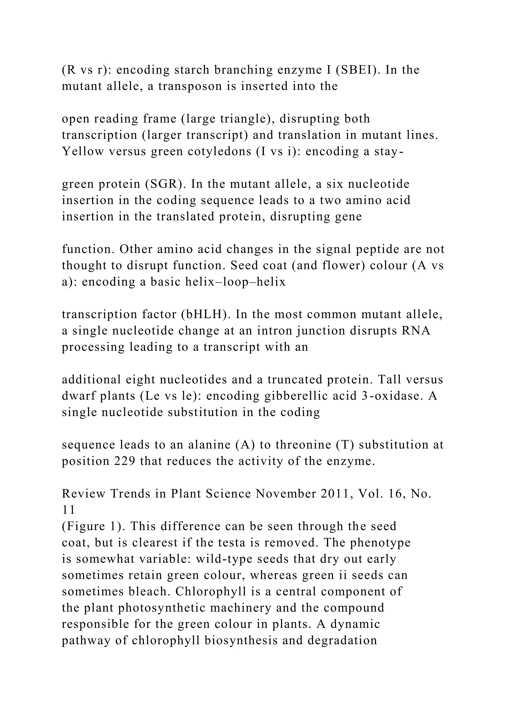 (R vs r): encoding starch branching enzyme I (SBEI). In the
mutant allele, a transposon is inserted into the
open reading frame (large triangle), disrupting both
transcription (larger transcript) and translation in mutant lines.
Yellow versus green cotyledons (I vs i): encoding a stay-
green protein (SGR). In the mutant allele, a six nucleotide
insertion in the coding sequence leads to a two amino acid
insertion in the translated protein, disrupting gene
function. Other amino acid changes in the signal peptide are not
thought to disrupt function. Seed coat (and flower) colour (A vs
a): encoding a basic helix–loop–helix
transcription factor (bHLH). In the most common mutant allele,
a single nucleotide change at an intron junction disrupts RNA
processing leading to a transcript with an
additional eight nucleotides and a truncated protein. Tall versus
dwarf plants (Le vs le): encoding gibberellic acid 3-oxidase. A
single nucleotide substitution in the coding
sequence leads to an alanine (A) to threonine (T) substitution at
position 229 that reduces the activity of the enzyme.
Review Trends in Plant Science November 2011, Vol. 16, No.
11
(Figure 1). This difference can be seen through the seed
coat, but is clearest if the testa is removed. The phenotype
is somewhat variable: wild-type seeds that dry out early
sometimes retain green colour, whereas green ii seeds can
sometimes bleach. Chlorophyll is a central component of
the plant photosynthetic machinery and the compound
responsible for the green colour in plants. A dynamic
pathway of chlorophyll biosynthesis and degradation
 