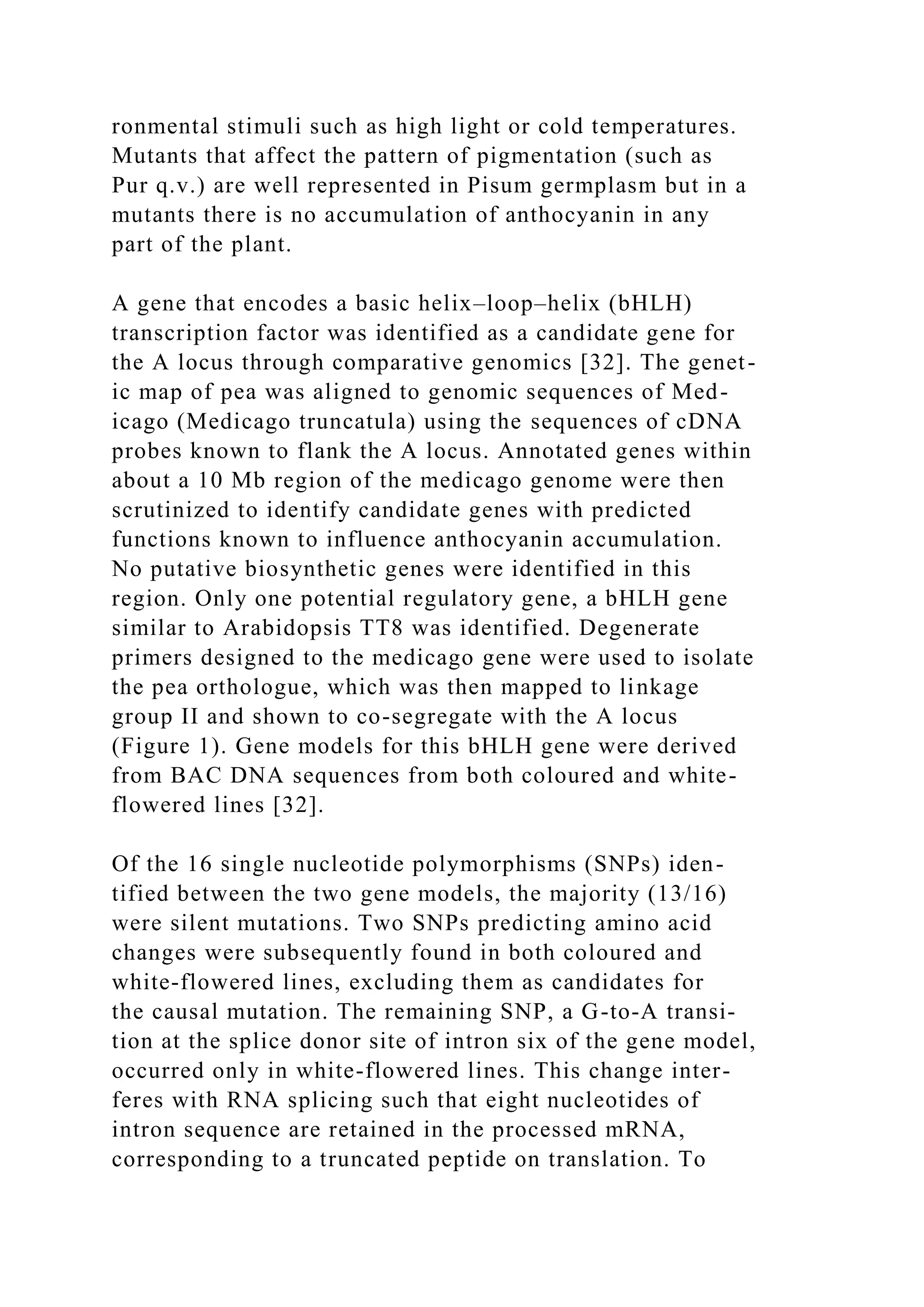 ronmental stimuli such as high light or cold temperatures.
Mutants that affect the pattern of pigmentation (such as
Pur q.v.) are well represented in Pisum germplasm but in a
mutants there is no accumulation of anthocyanin in any
part of the plant.
A gene that encodes a basic helix–loop–helix (bHLH)
transcription factor was identified as a candidate gene for
the A locus through comparative genomics [32]. The genet-
ic map of pea was aligned to genomic sequences of Med-
icago (Medicago truncatula) using the sequences of cDNA
probes known to flank the A locus. Annotated genes within
about a 10 Mb region of the medicago genome were then
scrutinized to identify candidate genes with predicted
functions known to influence anthocyanin accumulation.
No putative biosynthetic genes were identified in this
region. Only one potential regulatory gene, a bHLH gene
similar to Arabidopsis TT8 was identified. Degenerate
primers designed to the medicago gene were used to isolate
the pea orthologue, which was then mapped to linkage
group II and shown to co-segregate with the A locus
(Figure 1). Gene models for this bHLH gene were derived
from BAC DNA sequences from both coloured and white-
flowered lines [32].
Of the 16 single nucleotide polymorphisms (SNPs) iden-
tified between the two gene models, the majority (13/16)
were silent mutations. Two SNPs predicting amino acid
changes were subsequently found in both coloured and
white-flowered lines, excluding them as candidates for
the causal mutation. The remaining SNP, a G-to-A transi-
tion at the splice donor site of intron six of the gene model,
occurred only in white-flowered lines. This change inter-
feres with RNA splicing such that eight nucleotides of
intron sequence are retained in the processed mRNA,
corresponding to a truncated peptide on translation. To
 